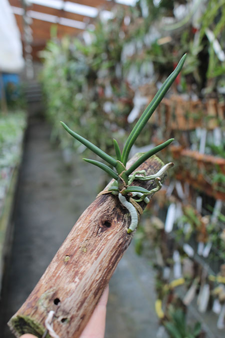 Paraphalaenopsis serpentilingua.jpg