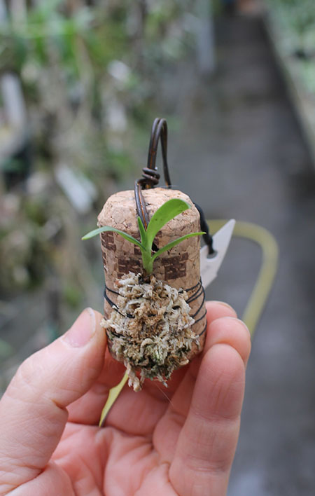 Dendrobium vexillarius var retroflexus blue.jpg