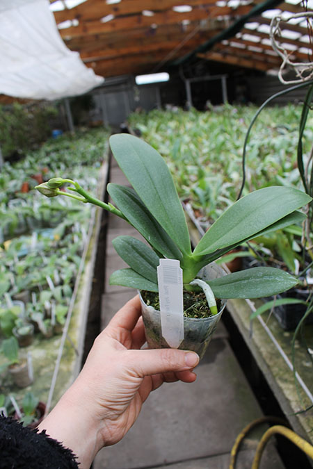 Phalaenopsis Joy Fairy Tale 'Joy'.jpg