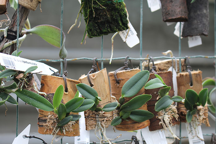 Sophronitis brevipedunculata.jpg