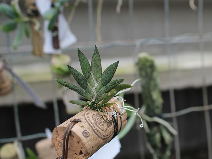 Macroclinium manabinum.jpg