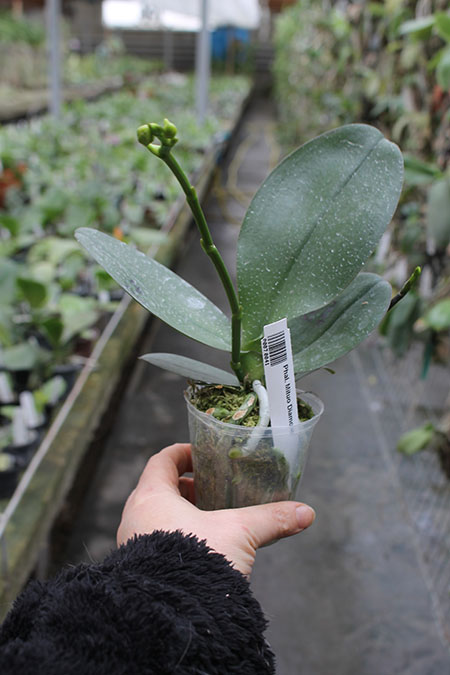 Phalaenopsis Mituo Diamond.jpg