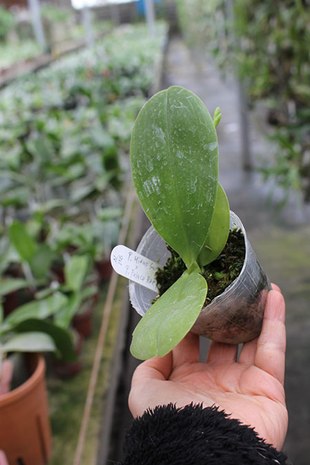 Phalaenopsis Mituo Sun x Palace Reef.jpg