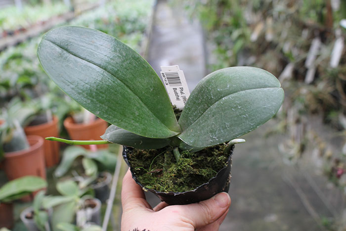 Phalaenopsis (Mituo Sun x Ching Her Buddha).jpg