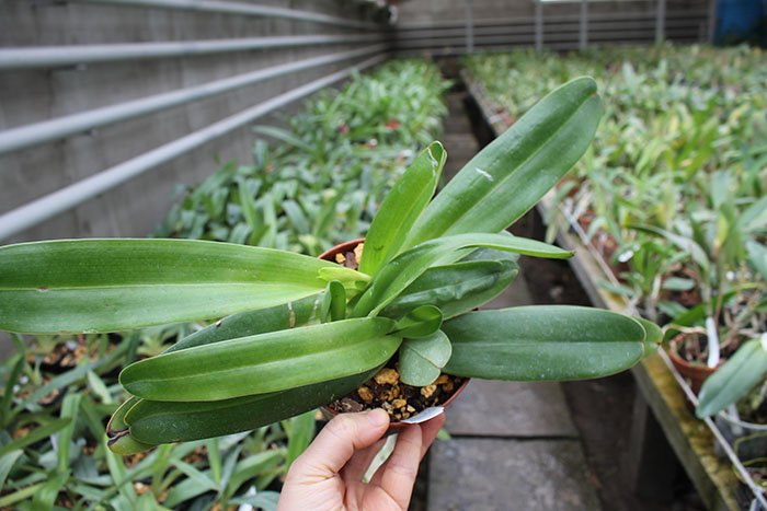 Paphiopedilum philippinense var roebelenii.jpg