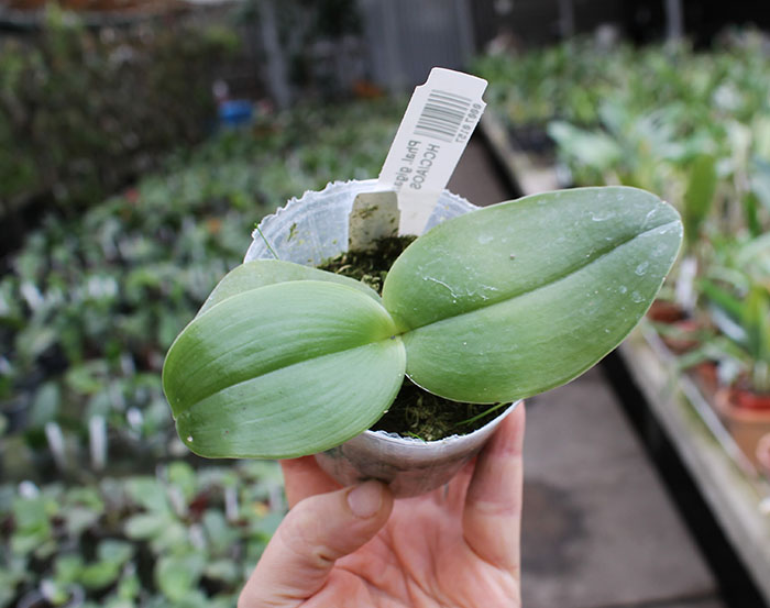 Phalaenopsis gigantea 'Meir #1'.jpg