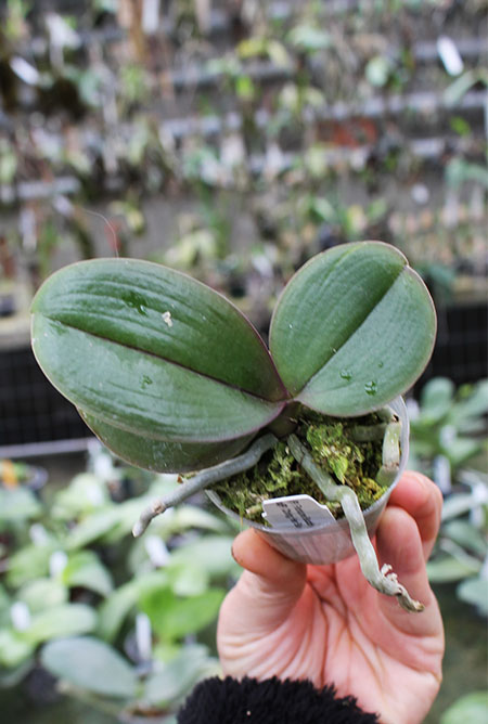 Phalaenopsis (Fortune Buddha x Haur Jin Diamond) x (Ching Her Buddha x Tai-Yi Yellow Bird).jpg