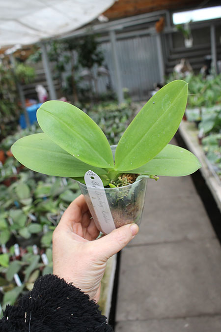 Phalaenopsis Chienlung Kaiulani.jpg