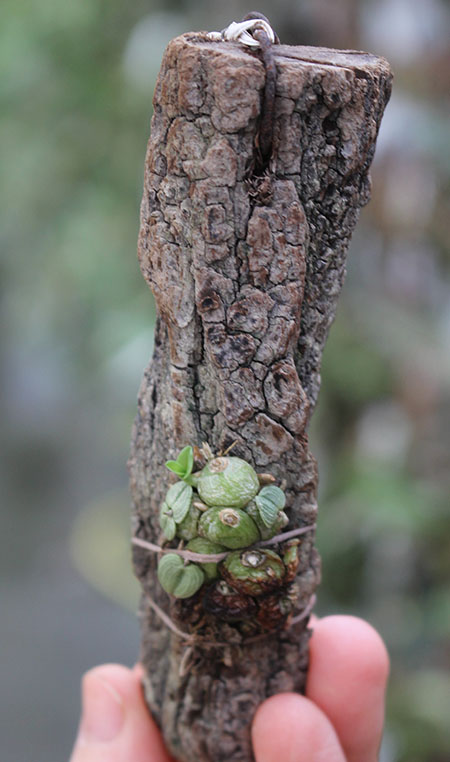 Constantia cipoensis.jpg
