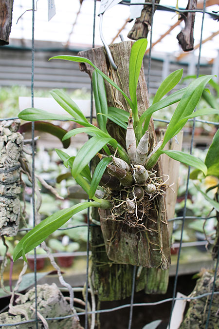 Dendrobium delacourii.jpg