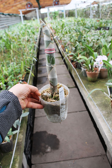 Cycnoches Jumbo Cooper 'SVO’ x Cycnoches Alexis Jesus Pardo 'Sleeper Keeper’.jpg