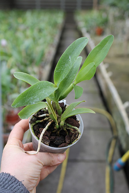 Diacattleya Chantilly Lace 'Twinkle'.jpg