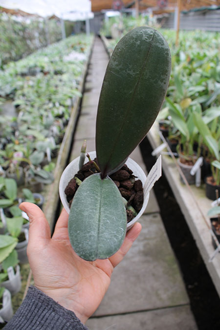 Phalaenopsis x amphitrite.jpg