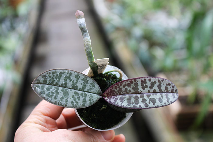 Phalaenopsis (schilleriana x phillipenesis) 'Joseph Wu'.jpg