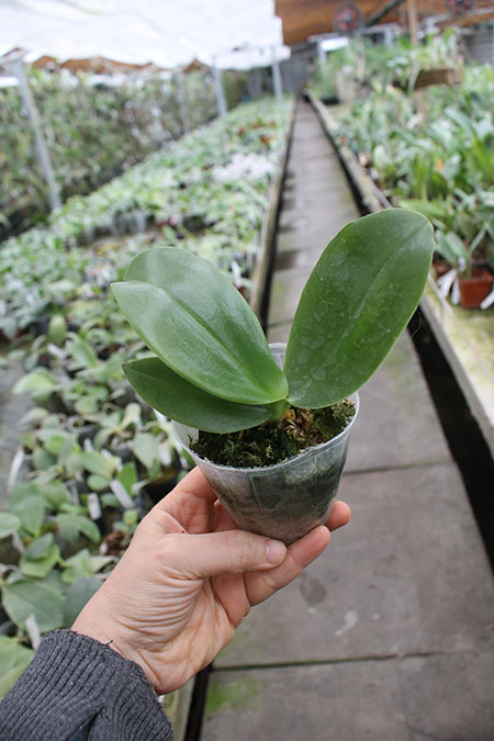 Phalaenopsis Pylo's Decorated Canary.jpg