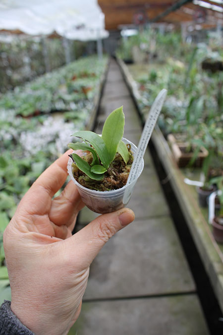 Phalaenopsis lueddemanniana blue 'Hsia'.jpg