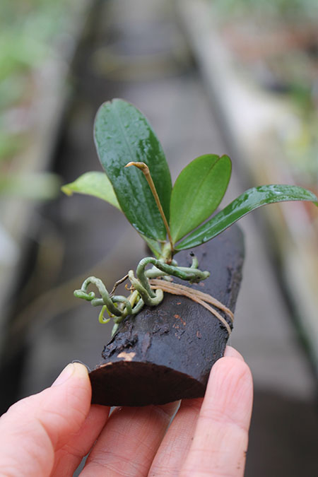 Aerangis fuscata.jpg