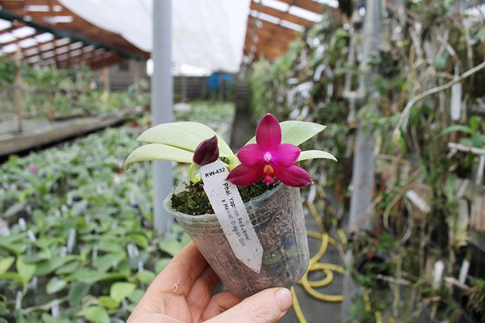 Phalaenopsis Yaphon Red Jewel x Hawaii Dragon Girl.jpg