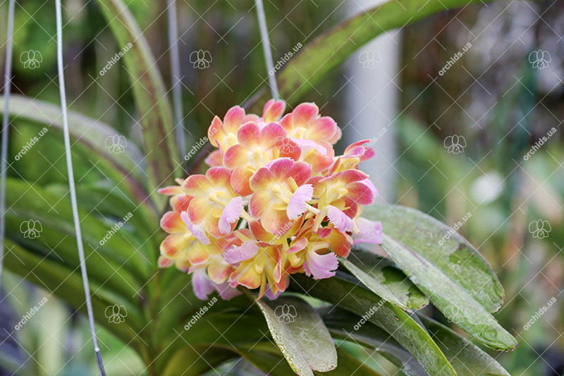 Rhynchorides Bangkok Sunset.jpg