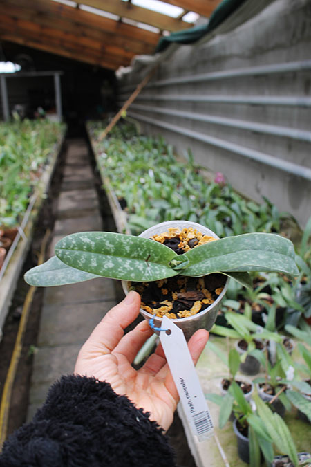 Paphiopedilum concolor.jpg