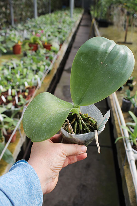 Phalaenopsis Ld Mok Chio x Chienlung Mosaics #1.jpg