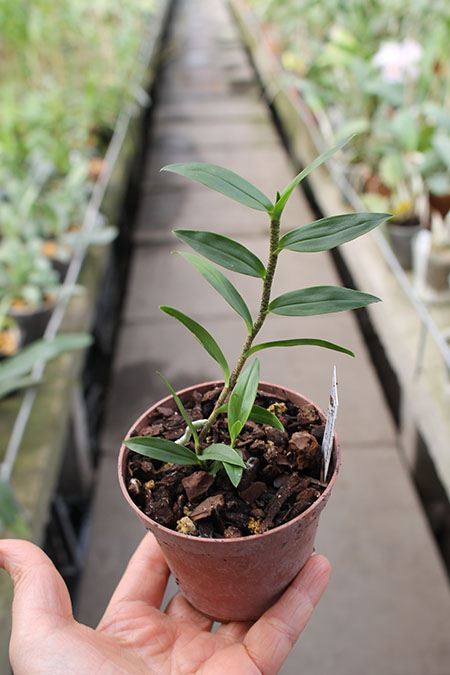 Oerstedella wallisii.jpg