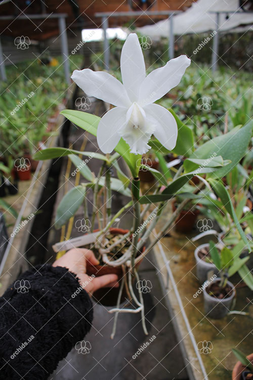 Cattleya Walkerinter alba.jpg