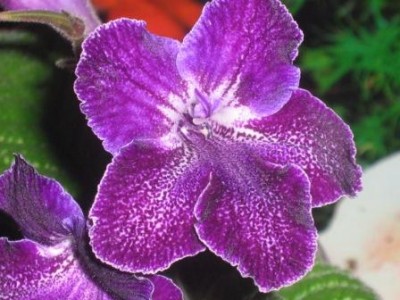 Bst phahee blast.jpg