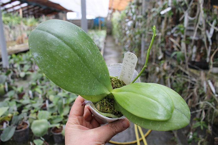 Phalaenopsis Ya-YI Qin x AL Sun Tiger.jpg