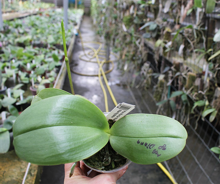 Phalaenopsis Mituo Sun 'Mituo#2' x Mituo King Bellina.jpg