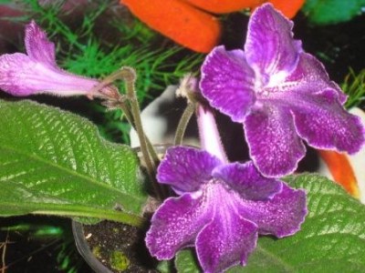 Bst phahee blast1.jpg