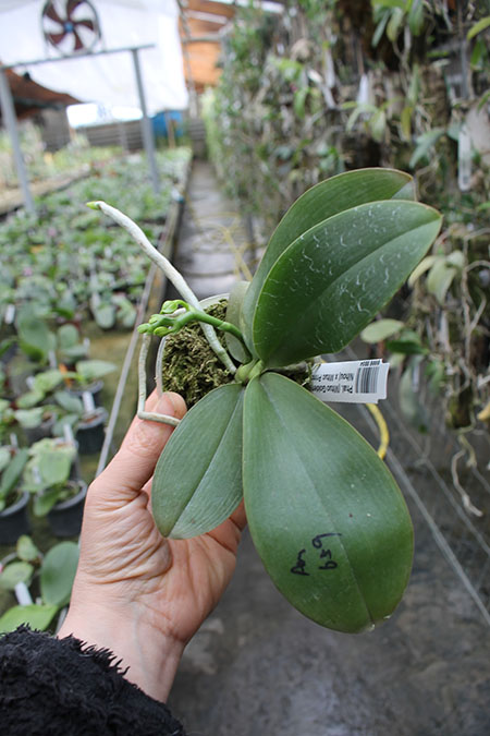 Phalaenopsis (Mituo Golden x Sogo Nihou) x Mituo Prince.jpg