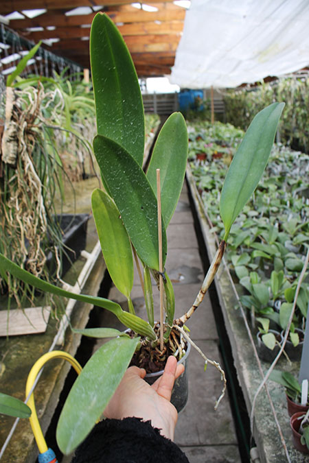 Cattleya labiata semi alba 'Robusta' SELF.jpg