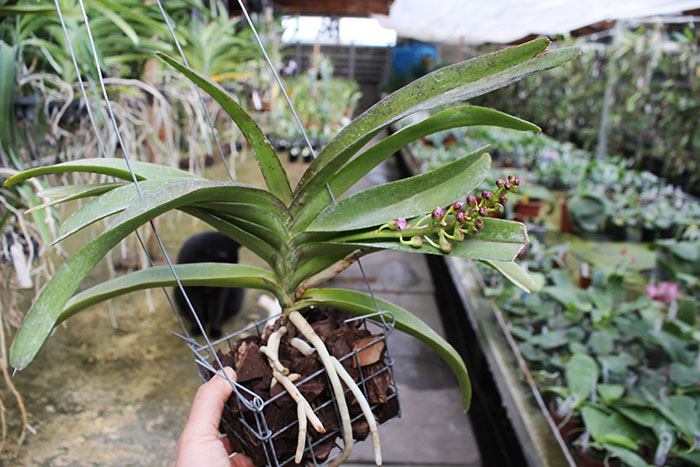 Rhynchorides Bangkok Sunset.jpg