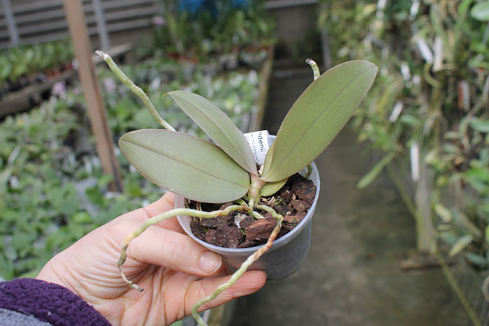 Phalaenopsis Tetrasambo x lindenii.jpg