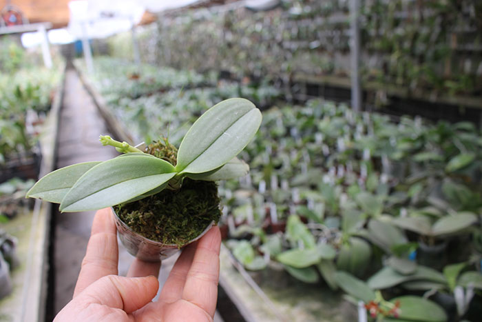 Phalaenopsis Anna-Larati Soekardi 'Joseph Wu'.jpg