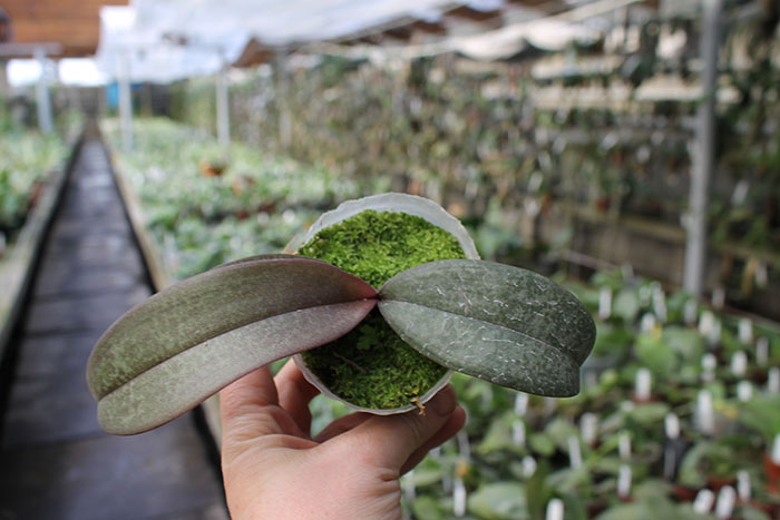 Phalaenopsis Celebes Wave 'Smile Sawn' (Mato Girl x celebensis).jpg