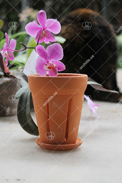 Вазон для орхидей керамический с блюдцем, D 8 см, H 10 см