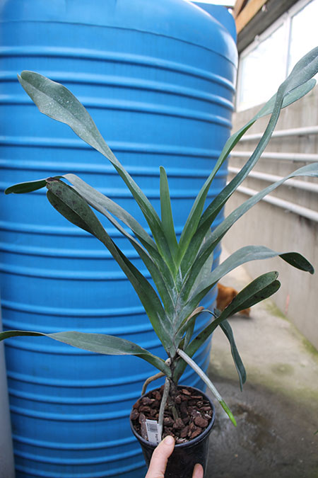 Angraecum sesquipedale.jpg