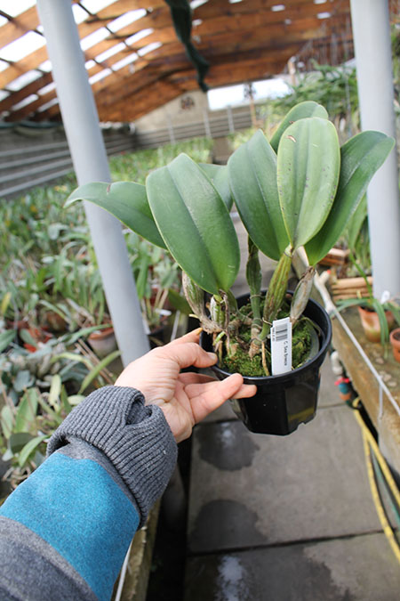 Cattleya Sea Breeze.jpg