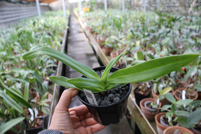 Phragmipedium kovachii x besseae.jpg