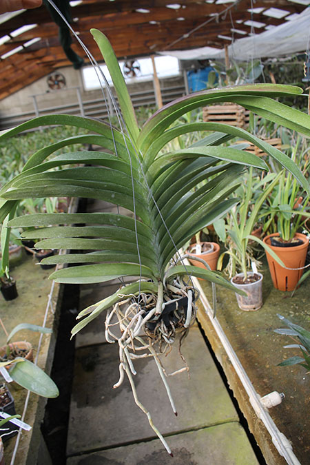 Vanda Robert Delight 'Ink Star'.jpg