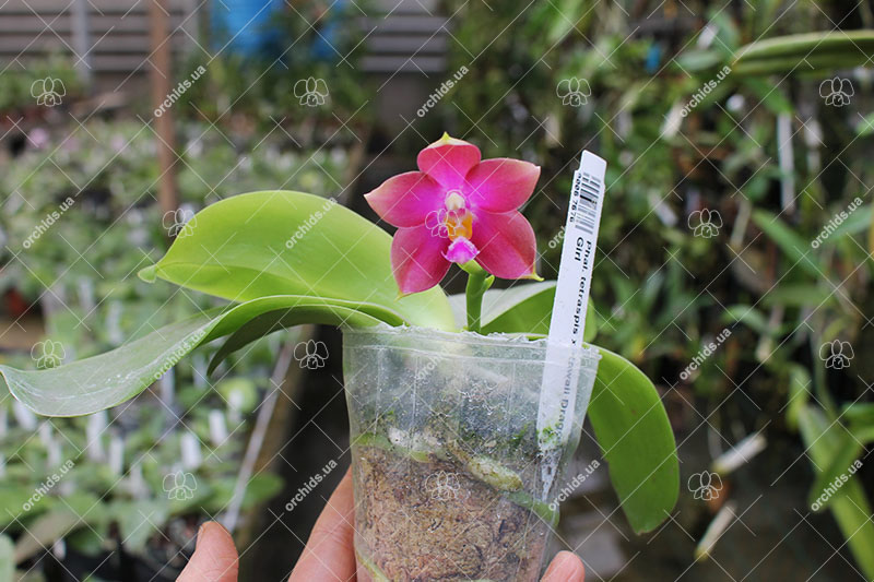 Phalaenopsis tetraspis x Hawaii Dragon Girl.jpg
