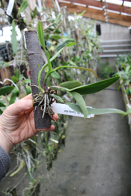 Sophrocattleya Candy Ball.jpg