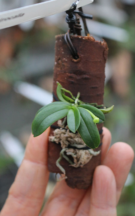 Haraella retrocalla.jpg