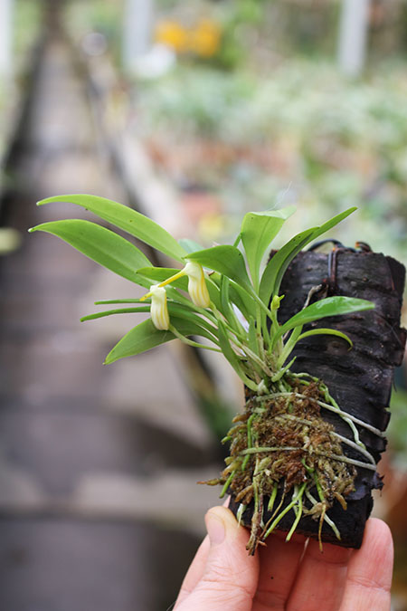Masdevallia constricta.jpg