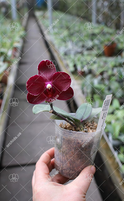 Phalaenopsis Chingruey's Fancy 'Red Wine'.jpg