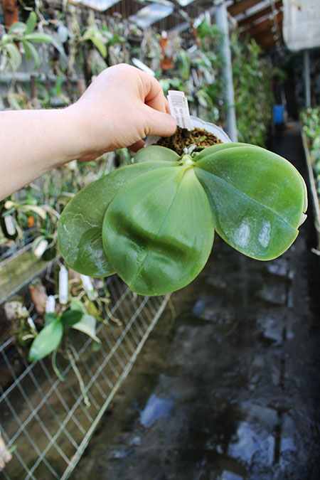 Phalaenopsis Yaphon Skype x (violacea alba x speciosa 'C -1').jpg