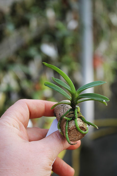 Neofinetia falcata Shoutenno x Renanthera citrina.jpg