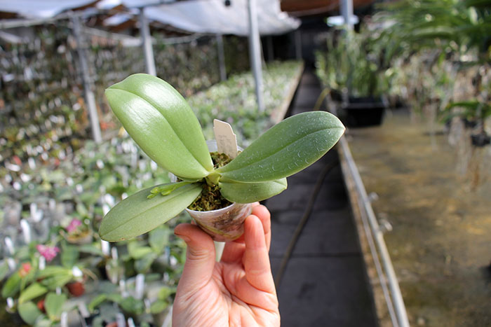 Phalaenopsis KS Super Zebra x AL Sun Tiger.jpg